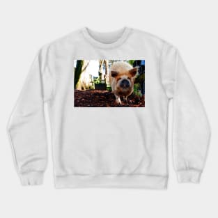 New Zealand Kunekune Pig Crewneck Sweatshirt